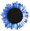 Bush