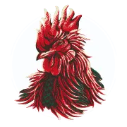 Rooster Rojo