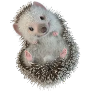 SPONTEX