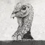 Wild Turkey
