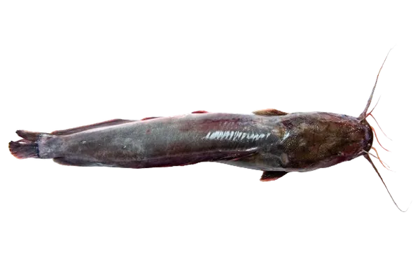 Afrikinis šamas plėšikas, skrostas, su galva, 0,6-1,5 kg, kg