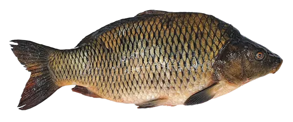 Paprastasis karpis, skrostas, su galva, 1,2-2,5 kg, kg