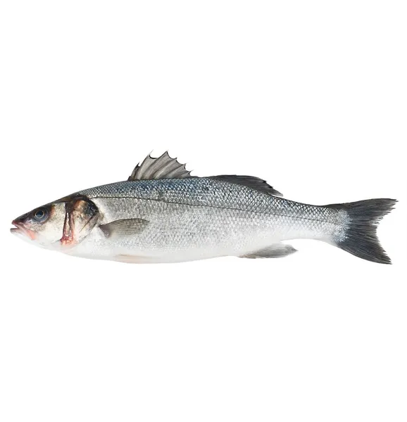 Paprastasis vilkešeris, 1 - 3 kg