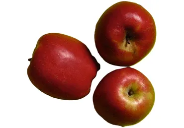 Āboli GIGA 90+ kg