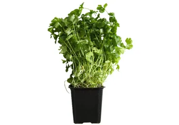 Koriandrs podiņā LEAFOOD gab.