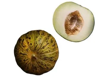 Melone OBINAVOT KG