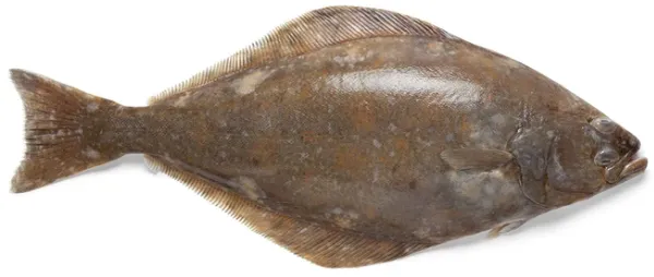 Atlantijas paltuss (Halibut), atdzesēts, 3-5 kg, ķidāts, sver.
