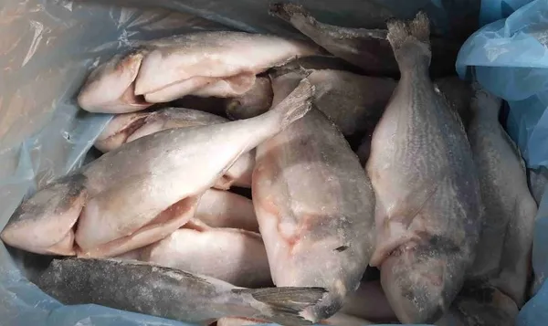 Frozen sea bream (Dorada), 200-300g, gutted, a/g, (farmed in Turkey), 20% glaze, 5kg