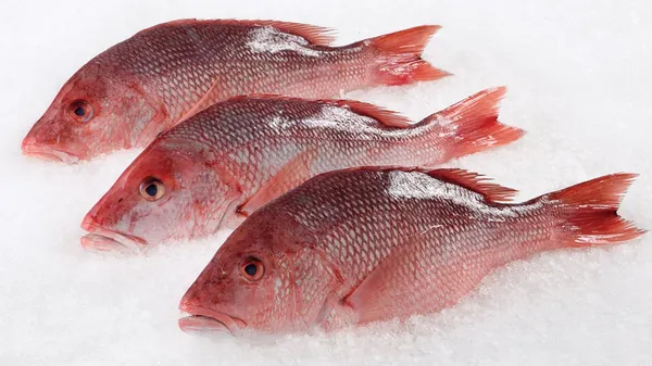 Lutjānzivs (Red Snapper), ķidāta, atvēsināta, sver.