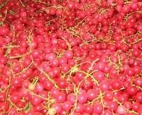 Frozen red currants 10 kg