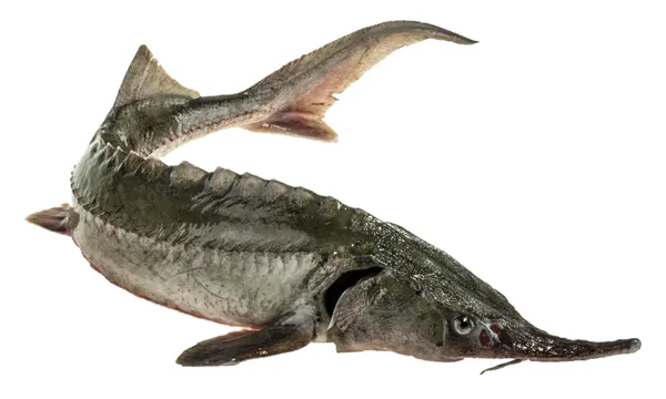 Sibīrijas store (Acipenser Baerii), atdzesēta, 4-7kg, a/g, sver.